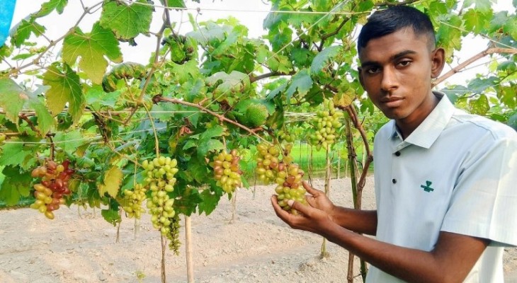 ইউটিউব দেখে আঙুর চাষ, ১০ শতক জমিতে সফল তরুণ তাওহিদ